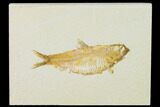 Detailed Fossil Fish (Knightia) - Wyoming #155494-1